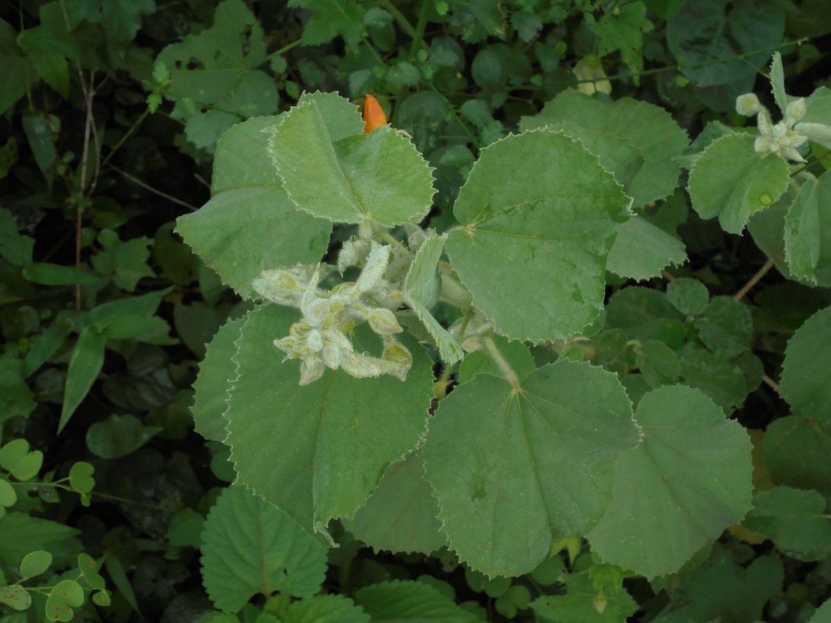 Abutilon pannosum (G.Forst.) Schltdl.